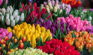 Selectie van bloemen