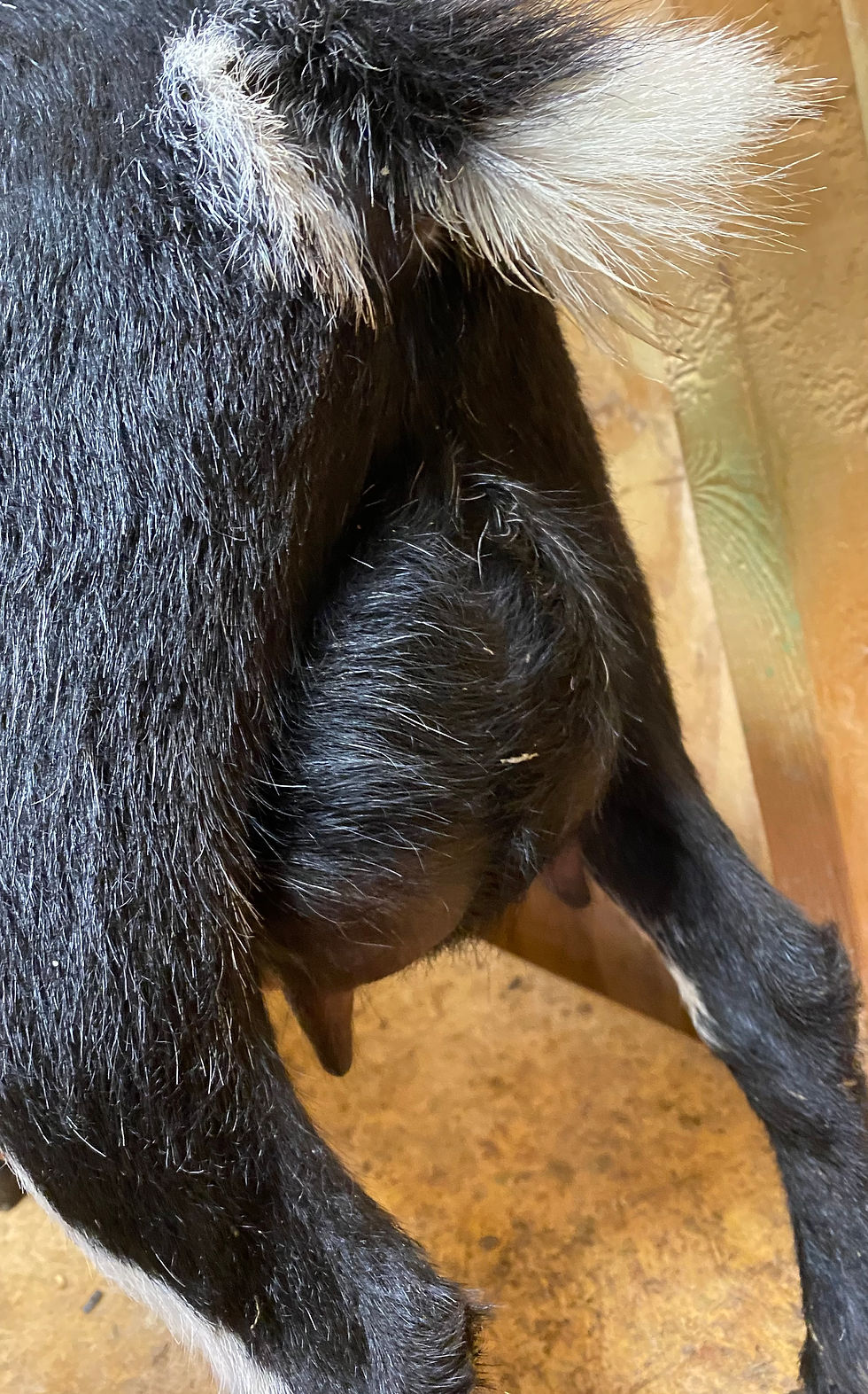 Merrier Derriere Rhona's FF Udder