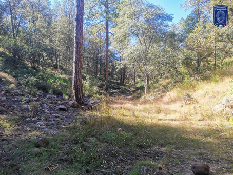 Localiza FGE una osamenta durante rastreo en el municipio de Madera