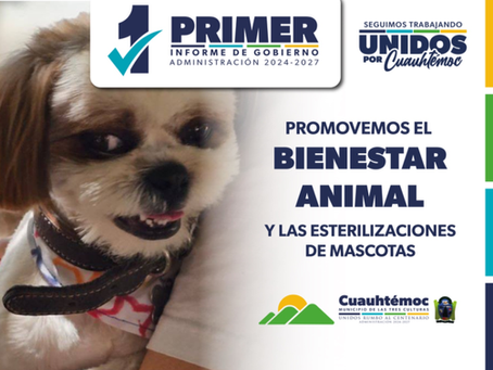 A un año de gobierno, destacan avance en acciones de bienestar animal