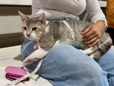 Esterilizan a 407 mascotas en campaña a bajo costo, en Cuauhtémoc