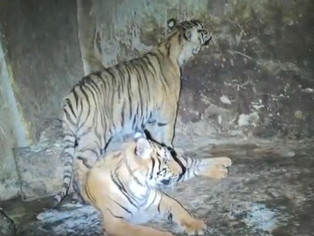 Aseguran dos tigres de bengala tras operativo en Nonoava