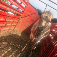 Aseguran vaca con reporte de robo en rastro de Carichí