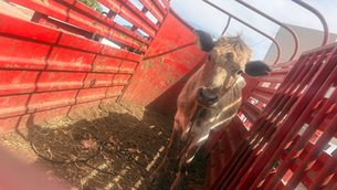 Aseguran vaca con reporte de robo en rastro de Carichí