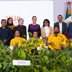Sheinbaum presenta Jornada Nacional de Reforestación 2026; plantarán 6.6 millones de árboles y plantas