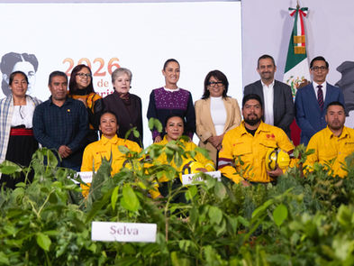 Sheinbaum presenta Jornada Nacional de Reforestación 2026; plantarán 6.6 millones de árboles y plantas