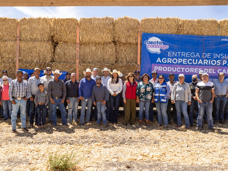 Entregan pacas de rastrojo a 456 productores del municipio de Cuauhtémoc