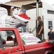 Entregan 300 toneladas de concentrado lechero a productores menonitas, en Cuauhtémoc