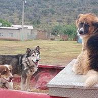 Llegó campaña de esterilización gratuita de mascotas a comunidades