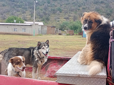 Llegó campaña de esterilización gratuita de mascotas a comunidades