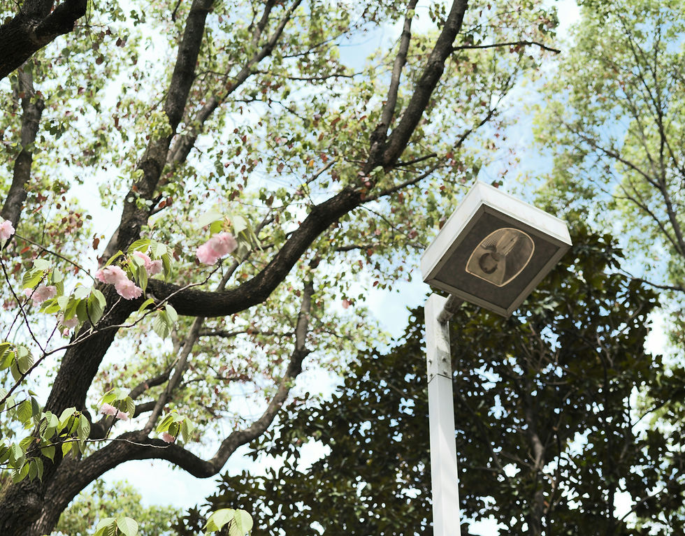 Streetlight with guitar icon, surrounded by green trees and pink blossoms under a clear blue sky. Calm, springtime atmosphere.