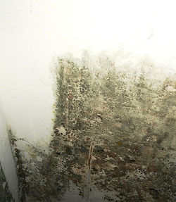 Mold Damage Sierra Vista, AZ