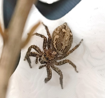 P. paykulli adult female - top view