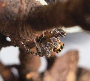 P. paykulli adult female - front view