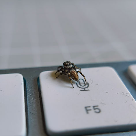 E. jucunda Male Adult - Top View