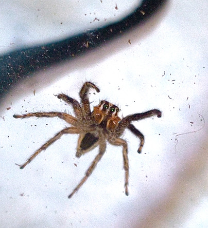 P. paykulli adult female - bottom view