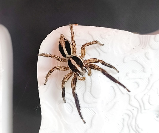 P. paykulli adult male - top view