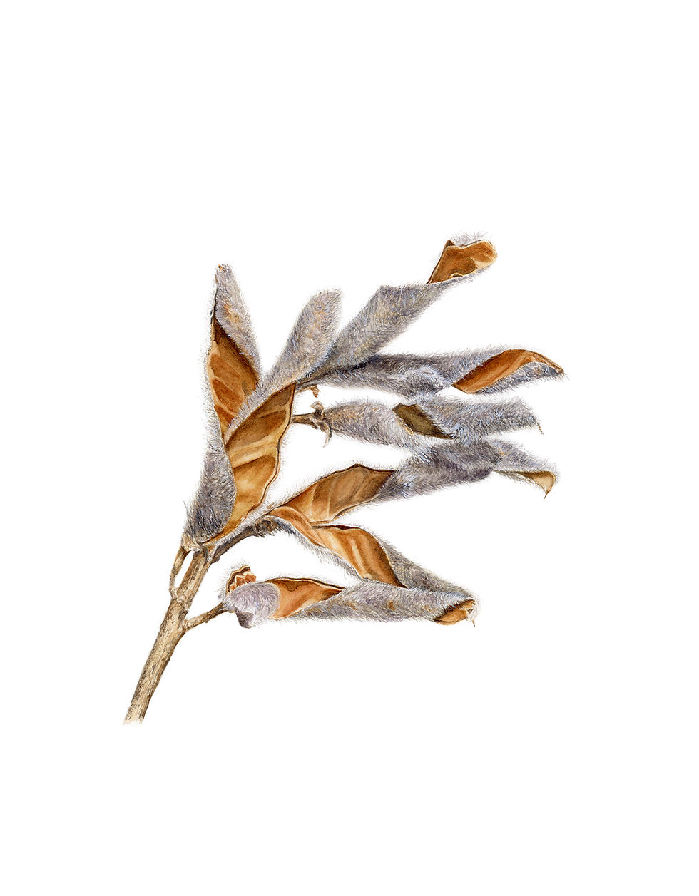 Lupine Seedpod