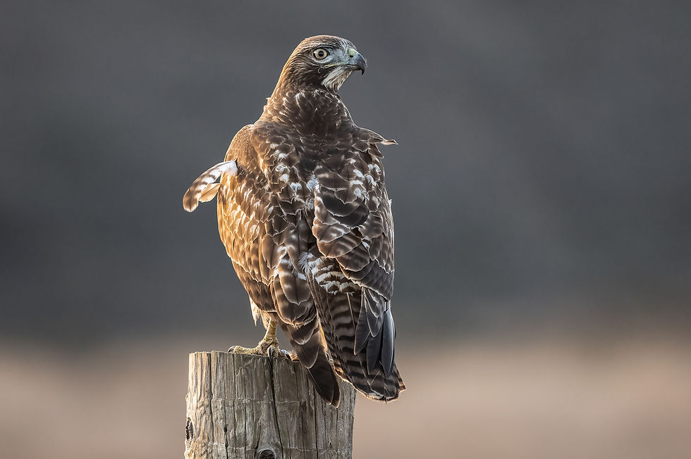 Pt Reyes Redtail