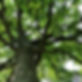 Oak-Tree-Shade-Tree-800.jpg