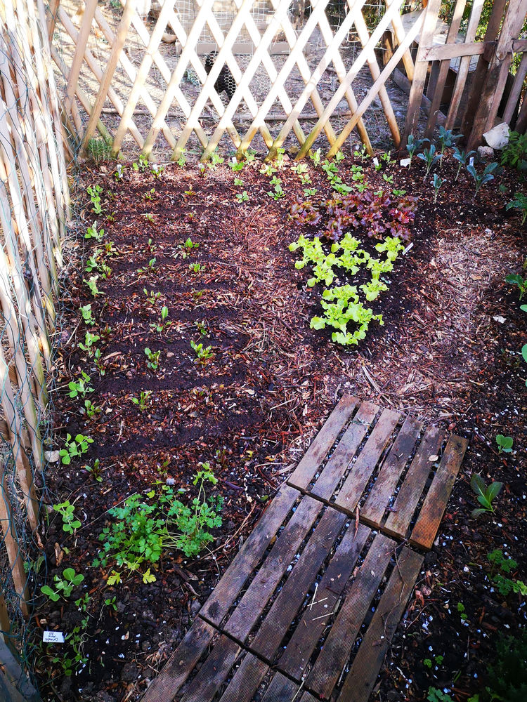 Small Gardens - making the most of limited spaces