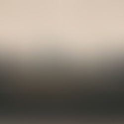 Unibagué investiga sobrepoblación de palomas en la ciudad