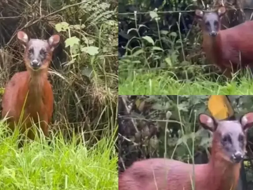 Avistan en Tolima a venado rojo andino que está en alto riesgo de extinción