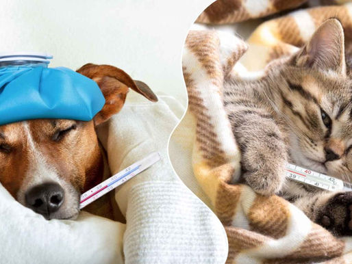 Cómo identificar un posible envenenamiento en mascotas