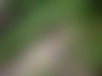 Cuerpo Oficial de Bomberos ha atendido inundaciones, caída de árboles y deslizamientos