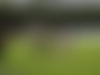 Deportes Tolima abre en casa la fecha 16 de la Liga