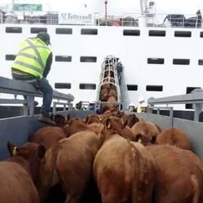 Colombia suspenderá exportaciones de ganado en pie para frenar alza en el precio de la carne