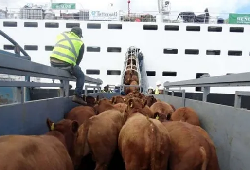 Colombia suspenderá exportaciones de ganado en pie para frenar alza en el precio de la carne