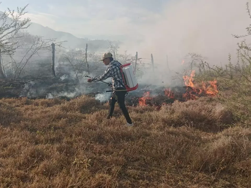 En el Tolima, más de 165 hectáreas han sido consumidas por incendios en julio y seis municipios ya superan los 36 grados