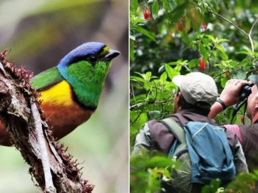 El avistamiento de aves tiene impactos positivos en nuestra salud mental
