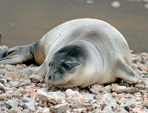 Monk_Seal_MOm_Dendrinos (2).jpg