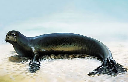 Caribbean-Monk-Seal-officially-considere
