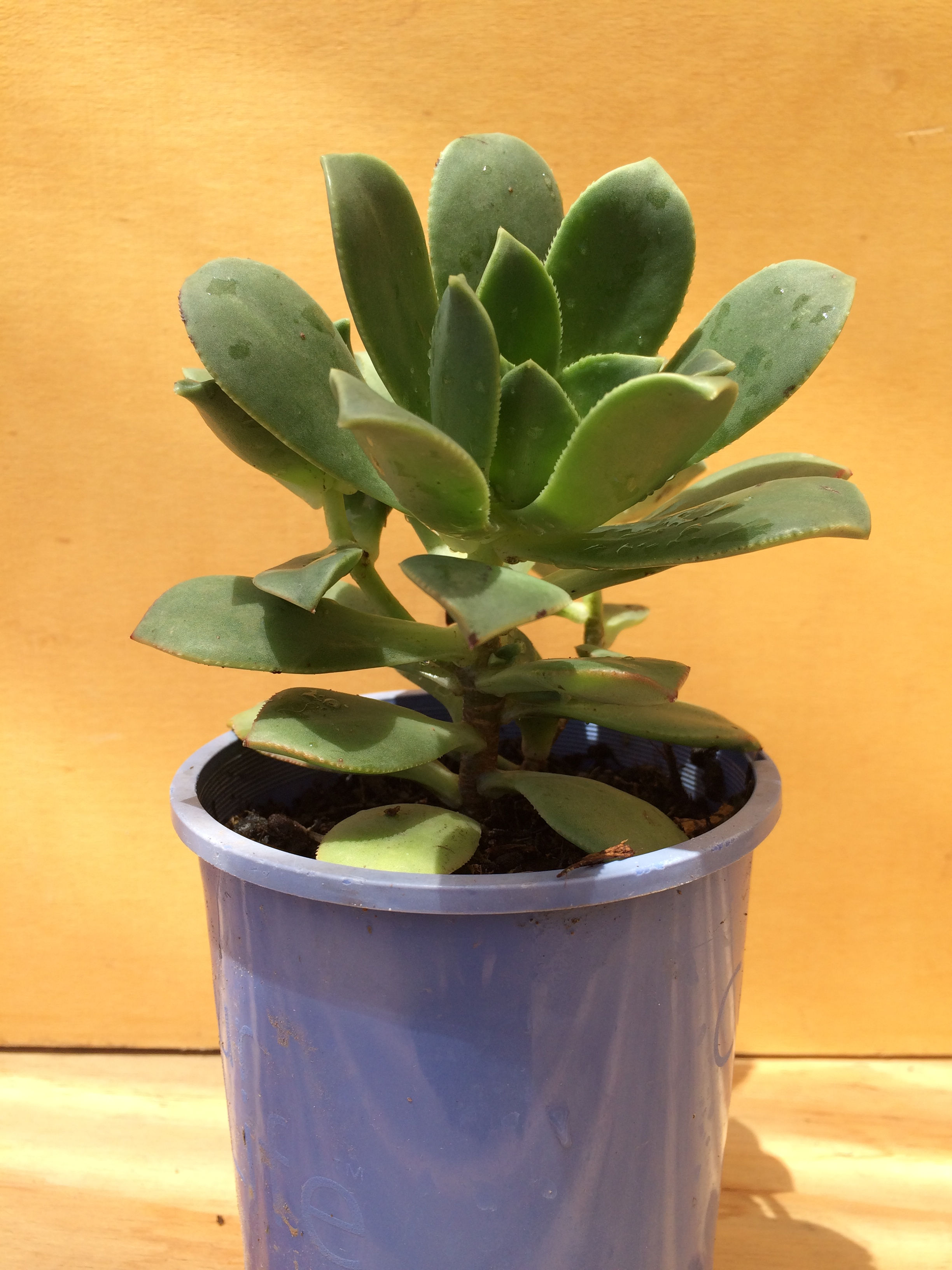 Aeonium Haworthii (Medium)