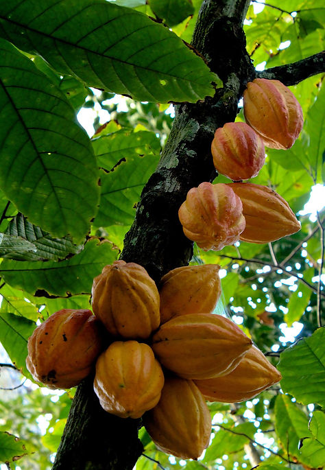 1200px-Matadecacao.jpg
