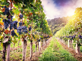 XXIII Domenica dopo Pentecoste
"Custodi della Vigna di Dio: Coltivare la Fede nel Cuore”
