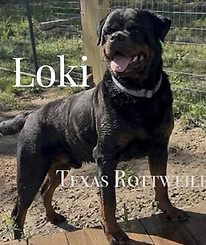 Loki1_edited.jpg