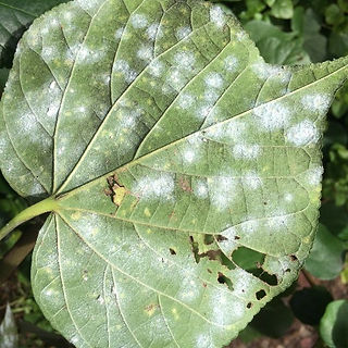 Whitefly eggs and insects
