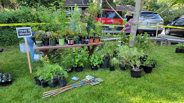 Tree and shrub set up.