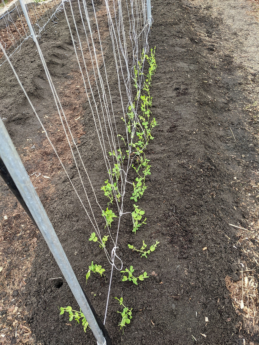 Small green shoots in soil at the base of a string trellis