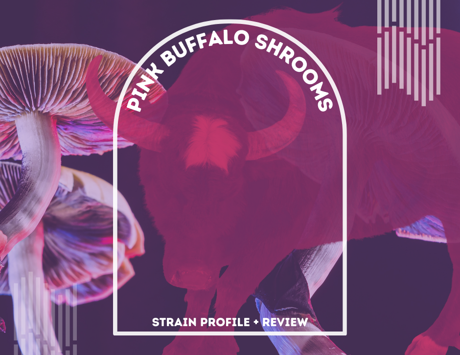 Pink Buffalo Shrooms: Strain Profile and Review