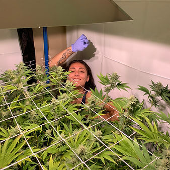 SLP and Cannabis