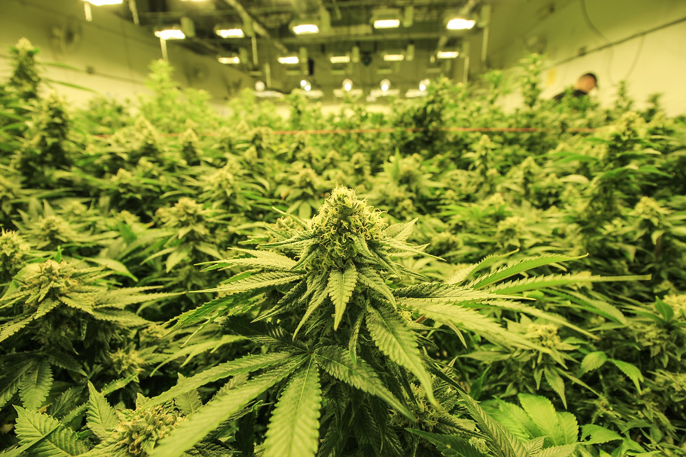Tres Star strain profile and review by the epic remedy colorado springs best dispensary