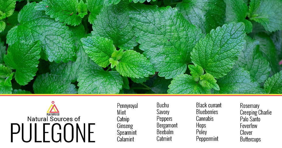natural sources of pulegone terpenes