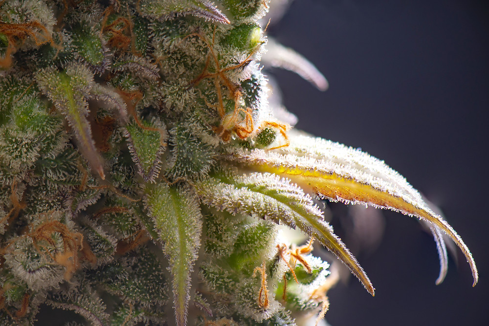 a glossary of cannabis terms by the epic remedy colorado springs best dispensary