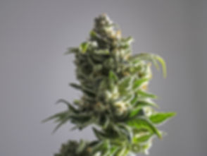 Cannabis flower by The Epic Remedy