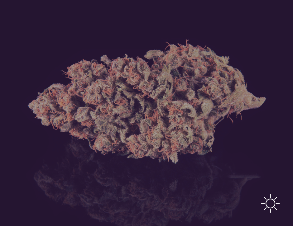 close up photo of a cannabis flower